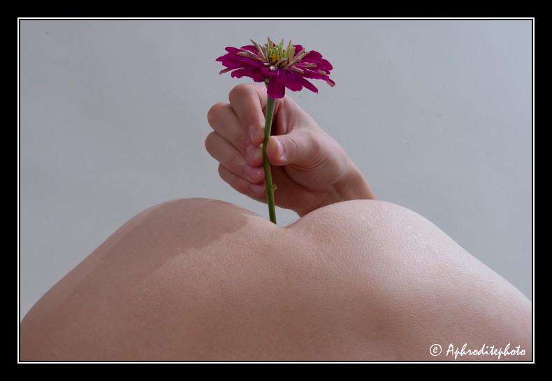 027 La fleur violette 1
